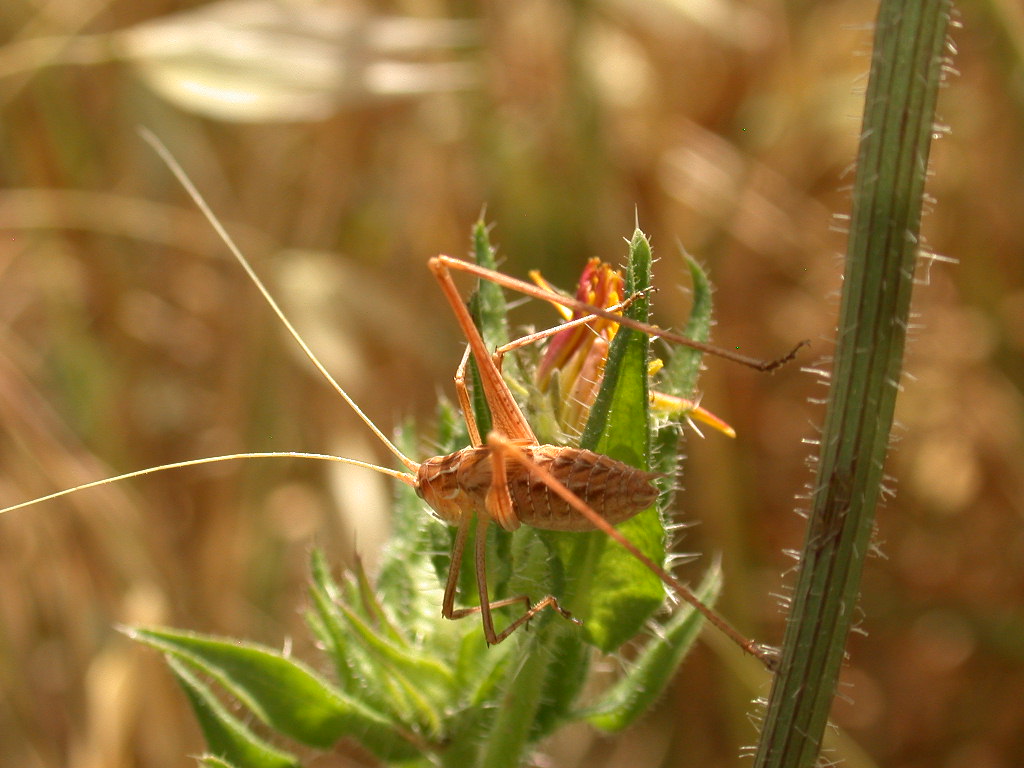 Tylopsis liliifolia